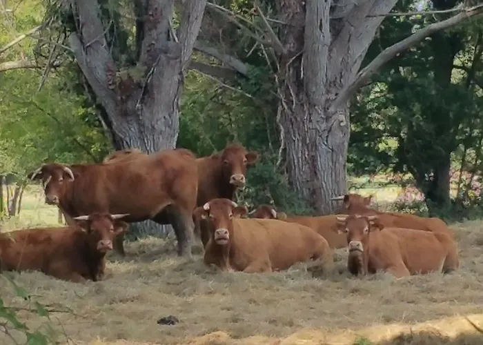 Bed & Breakfast Le Savoir Vivre Bonnes (Charente)