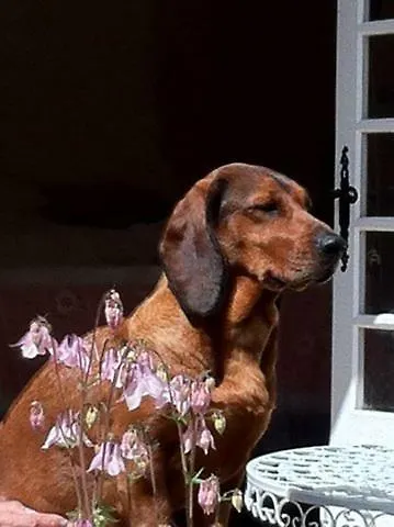 Le Savoir Vivre Bonnes (Charente)