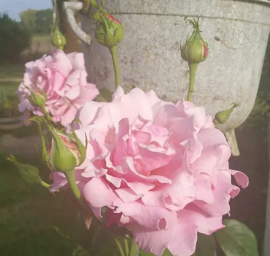 Bed & Breakfast Le Savoir Vivre Bonnes (Charente)